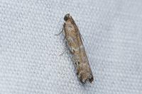 Pempeliella ornatella