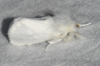 Euproctis chrysorrhoea