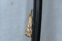 Chrysocramboides craterellus