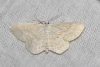 Scopula immutata