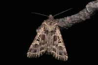 Sideridis reticulata