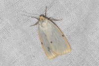 Cybosia mesomella