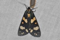 Callimorpha dominula