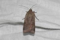 Noctua comes