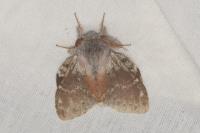 Stauropus fagi