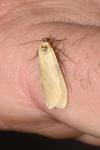 Wittia sororcula