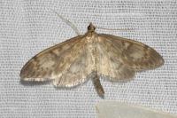 Anania lancealis