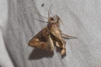 Euplexia lucipara
