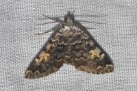 Idia calvaria