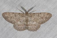 Hypomecis punctinalis