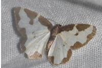 Lomaspilis marginata