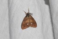 Orgyia antiqua