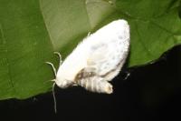 Cilix glaucata