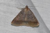 Zanclognatha lunalis