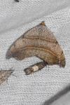 Laspeyria flexula