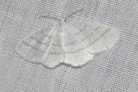 Cabera pusaria