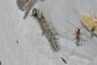 Lymantria monacha