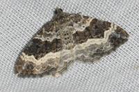 Epirrhoe alternata