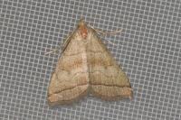 Herminia tarsicrinalis