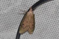 Aphomia sociella