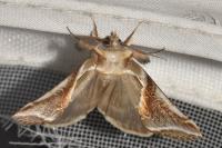 Habrosyne pyritoides