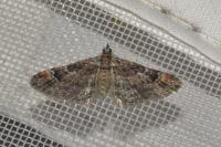 Gymnoscelis rufifasciata