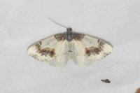 Ligdia adustata