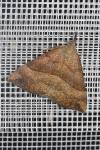 Hypena proboscidalis