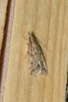 Eudonia pallida