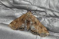 Cataclysta lemnata