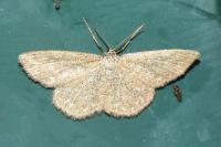 Scopula immorata