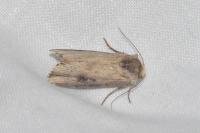 Axylia putris