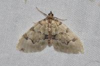 Colostygia pectinataria