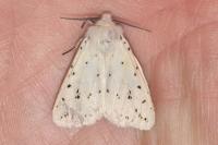 Spilosoma lubricipeda