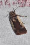 Ochropleura plecta