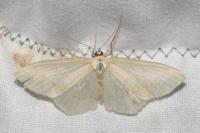 Scopula floslactata