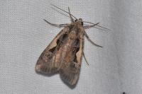 Xestia c-nigrum