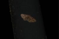 Peribatodes rhomboidaria rhomboidaria