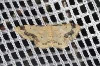 Idaea trigeminata
