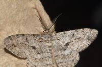 Hypomecis roboraria