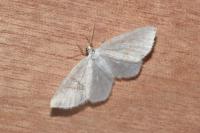 Asthena albulata