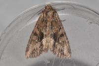Apamea monoglypha monoglypha