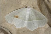 Campaea margaritaria