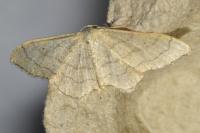 Idaea aversata