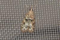 Eudonia mercurella
