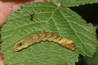 Thyatira batis