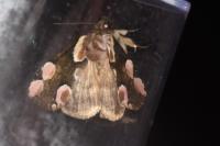 Thyatira batis