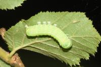 Orthosia cerasi