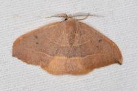 Watsonalla uncinula