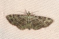 Pasiphila rectangulata
